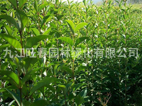 大葉女貞